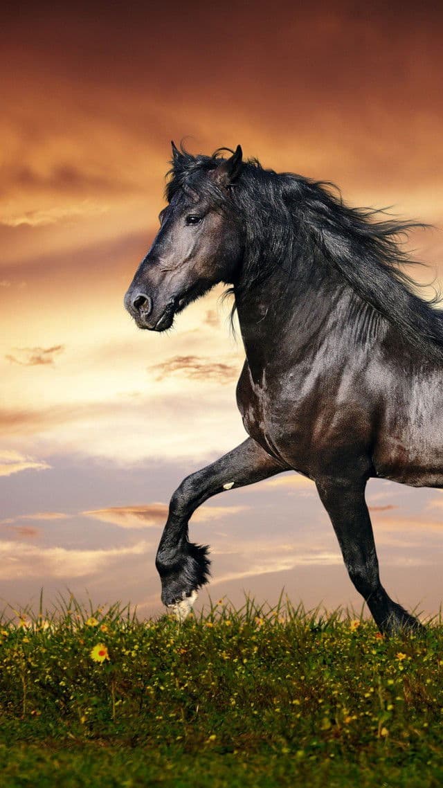 Thumbnail of Horse
