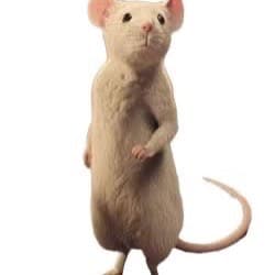 Thumbnail of Daisy the mouse (from the movie The Witches)