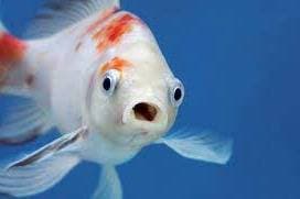 Thumbnail of Fish