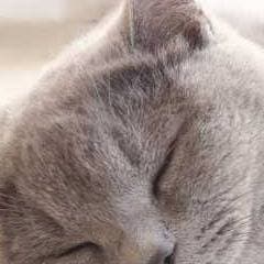 Thumbnail of Пухлый котенок