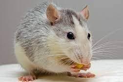 Thumbnail of A rat
