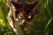 Thumbnail of Mapleshade