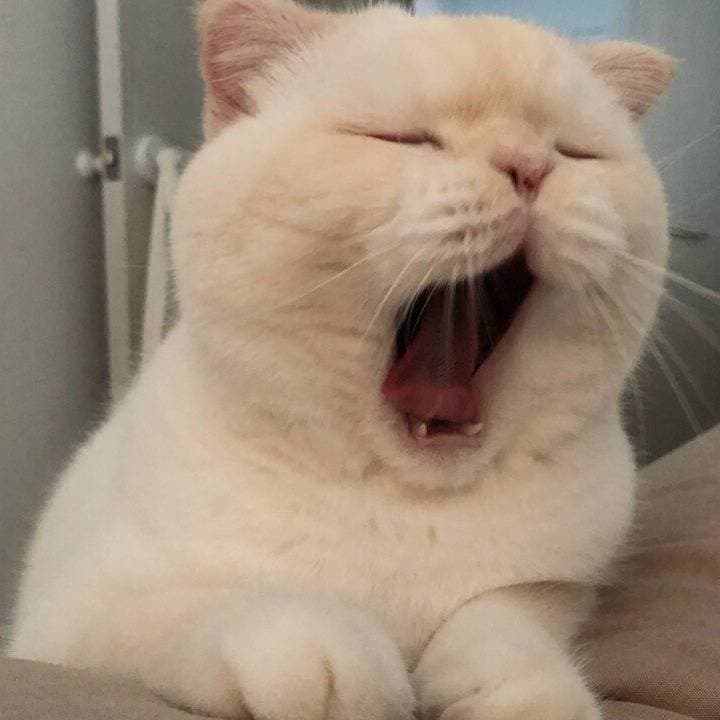 Thumbnail of Meowgesh