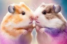 Thumbnail of Hamster Zhichu and chuchi "Bob's hamsters"