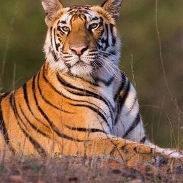 Thumbnail of Tiger