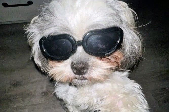 Thumbnail of A DOG