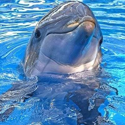 Thumbnail of Dolphin