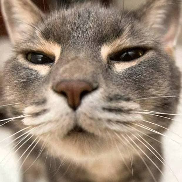 Thumbnail of Кошачья кошка