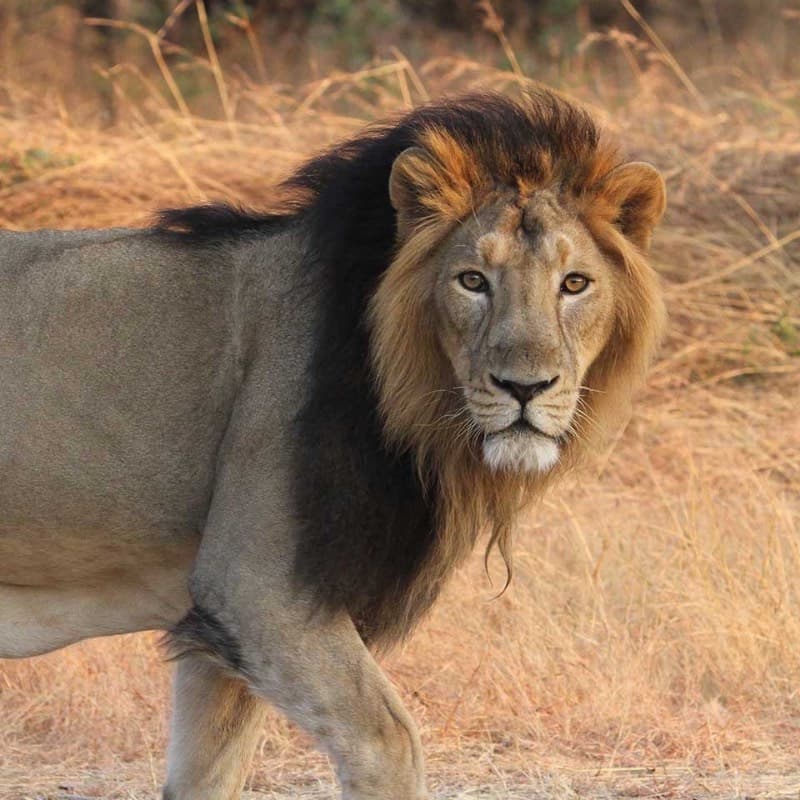 Thumbnail of Simba