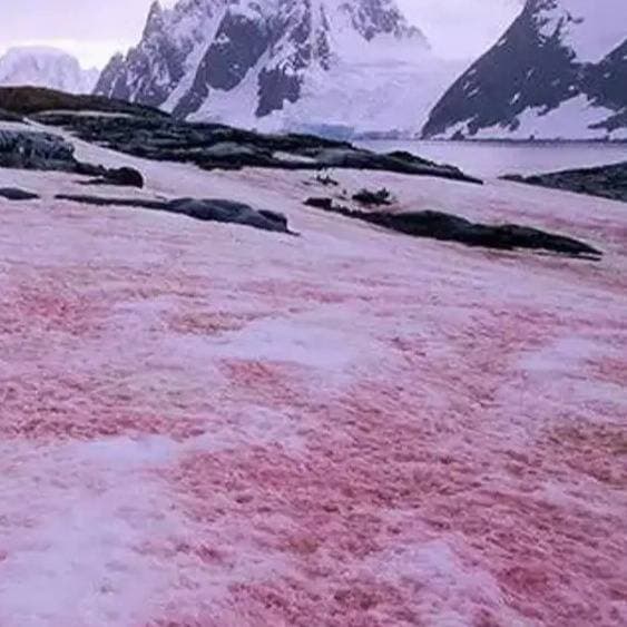 Thumbnail of Fleshy Wasteland of Siberia