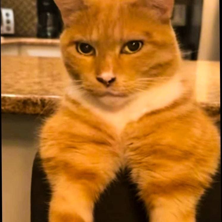 Thumbnail of cat