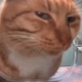 Thumbnail of Подозрительный кот