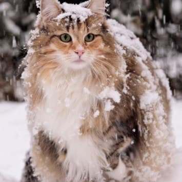 Thumbnail of Кот в помощь