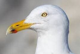 Thumbnail of Gull