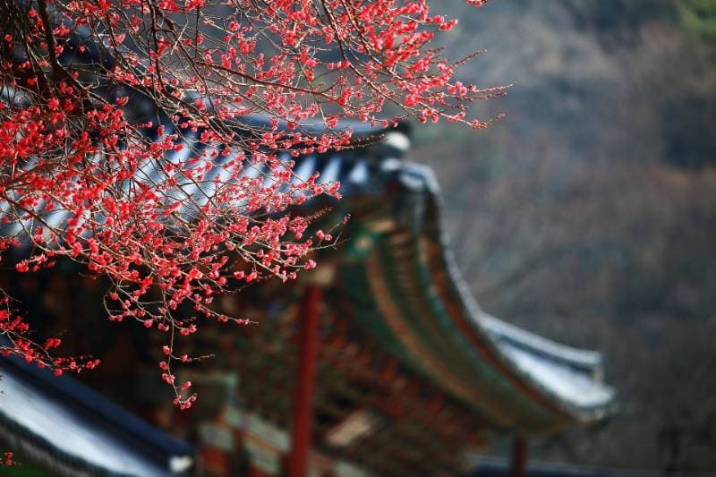 Thumbnail of CherryBlossom