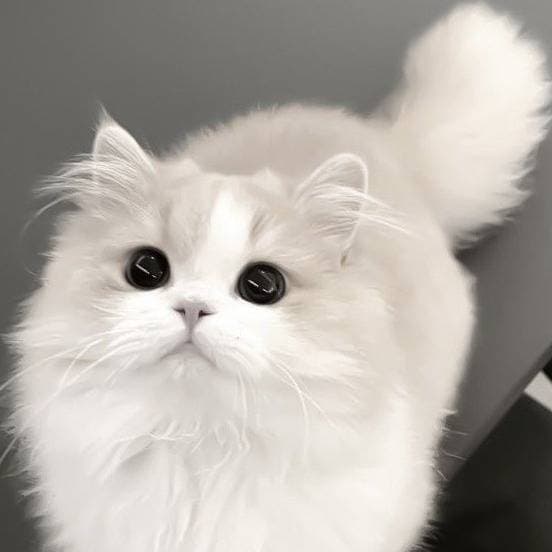 Thumbnail of Cute cat