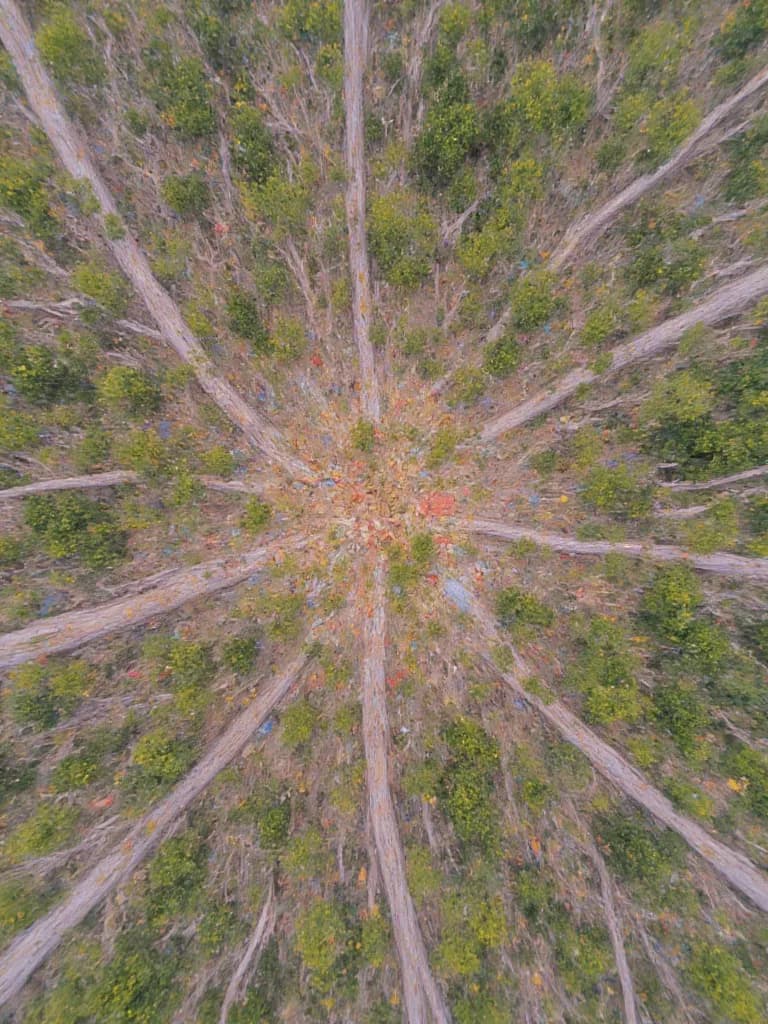 Thumbnail of APST or The Primordial Tree ST