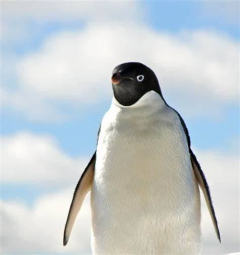 Thumbnail of The penguin Lea