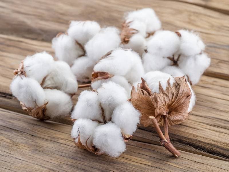 Thumbnail of Cotton