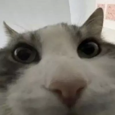 Thumbnail of Sio Mao: The Curious Feline