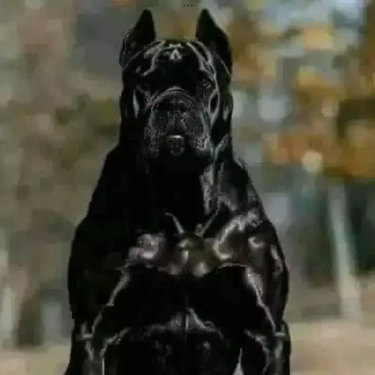 Thumbnail of o pitbull сделать мальчики