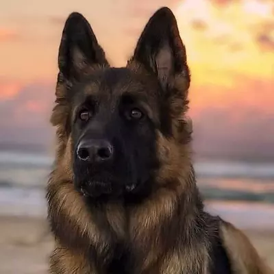 Thumbnail of rex