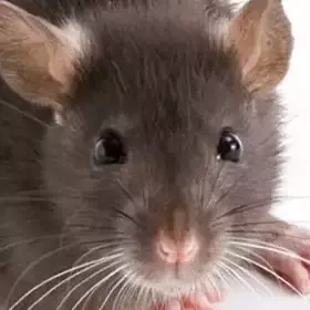 Thumbnail of rato