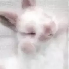 Thumbnail of lily