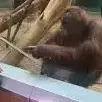 Thumbnail of Jimmy, the pool