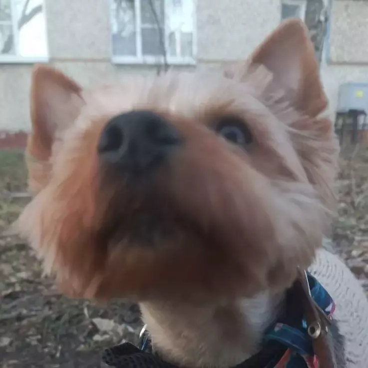 Thumbnail of Лайкуша)