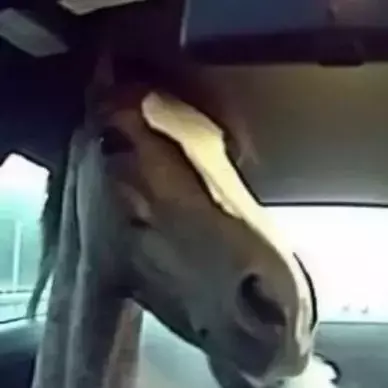 Thumbnail of Джек и его лошадь