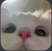 Thumbnail of Pet cat