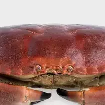 Thumbnail of Краб Джимми