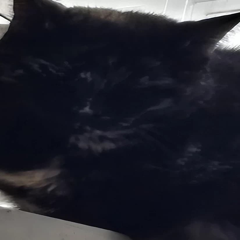 Thumbnail of Pepona