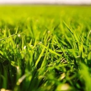 Thumbnail of  ~~Grass~~ **Grass**