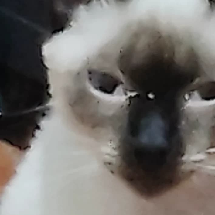 Thumbnail of Floriano