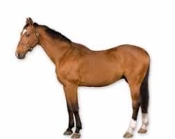 Thumbnail of A literal fucking horse