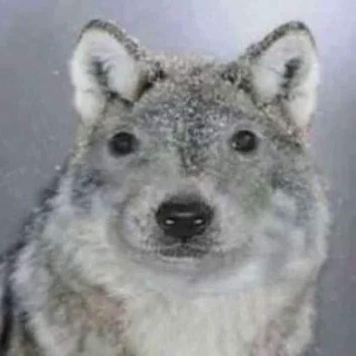 Thumbnail of lobo- Genil