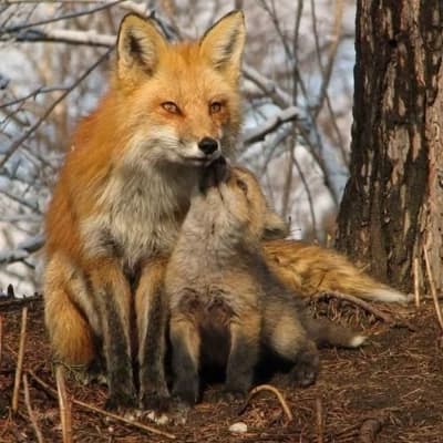 Thumbnail of Лисичное сияние