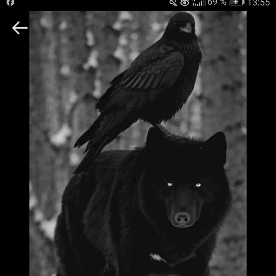 Thumbnail of Hrafna (female crow) and fenrir (the male wolf you)