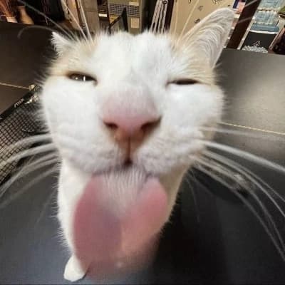 Thumbnail of Глупый кот