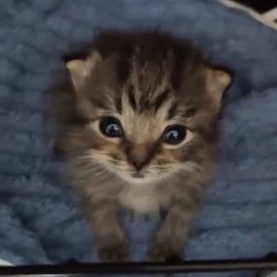 Thumbnail of Брошенный котёнок