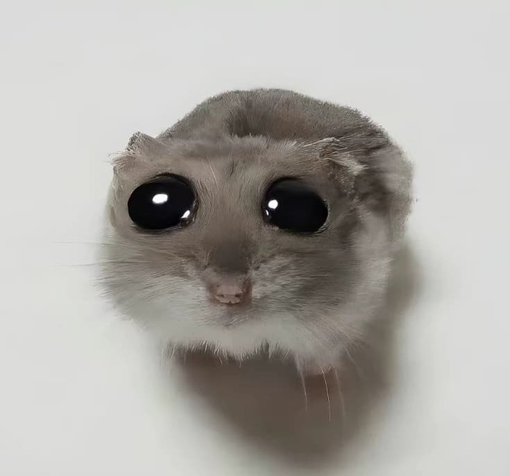 Thumbnail of Грустный хомяк😥