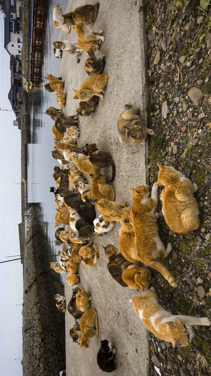 Thumbnail of Остров Кошки