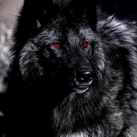 Thumbnail of Анри – lobe mal🐺