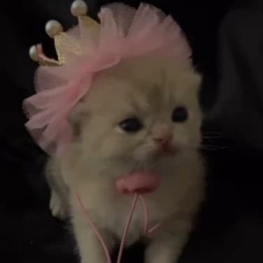 Thumbnail of Милая кошка