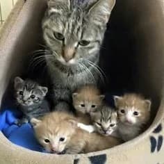 Thumbnail of Street Kitten