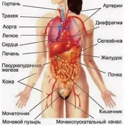 Thumbnail of Organs \[be whoever you want\]