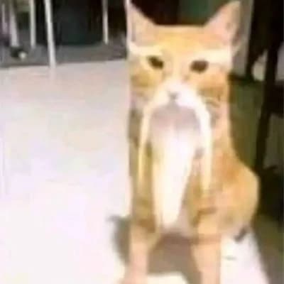 Thumbnail of Chinese philosophical cat