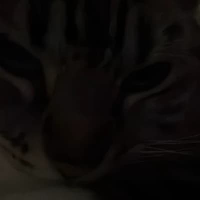 Thumbnail of Омар